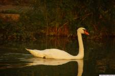 Jean Pierre GUERIN - AMPLITUDE-PHOTO