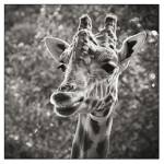 Sabine ZAHNER - L'EFFET POP !